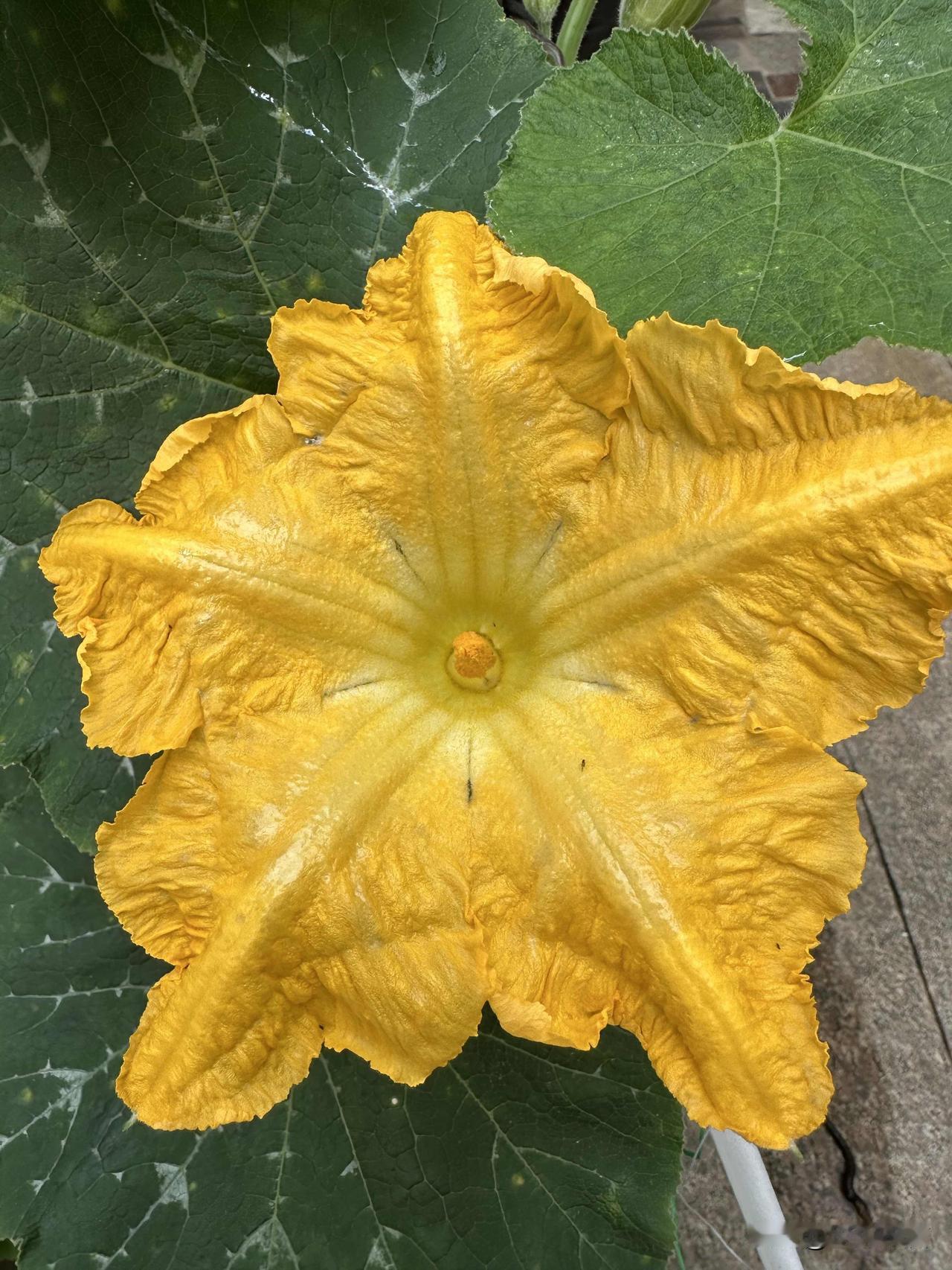 分享一张你拍的花，什么花都行