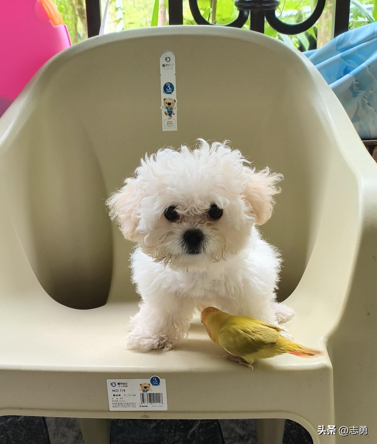 小小的白色比熊犬名叫七宝，身旁相伴的是黄桃牡丹鹦鹉瓜瓜。一个毛茸茸软乎乎，一个羽