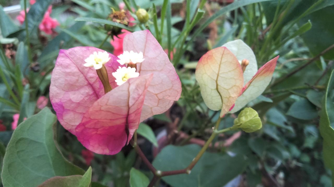 分享一张你拍的花，什么花都行垃圾桶旁拾了一盆花，揣了房后小菜园里，就是不知道什么