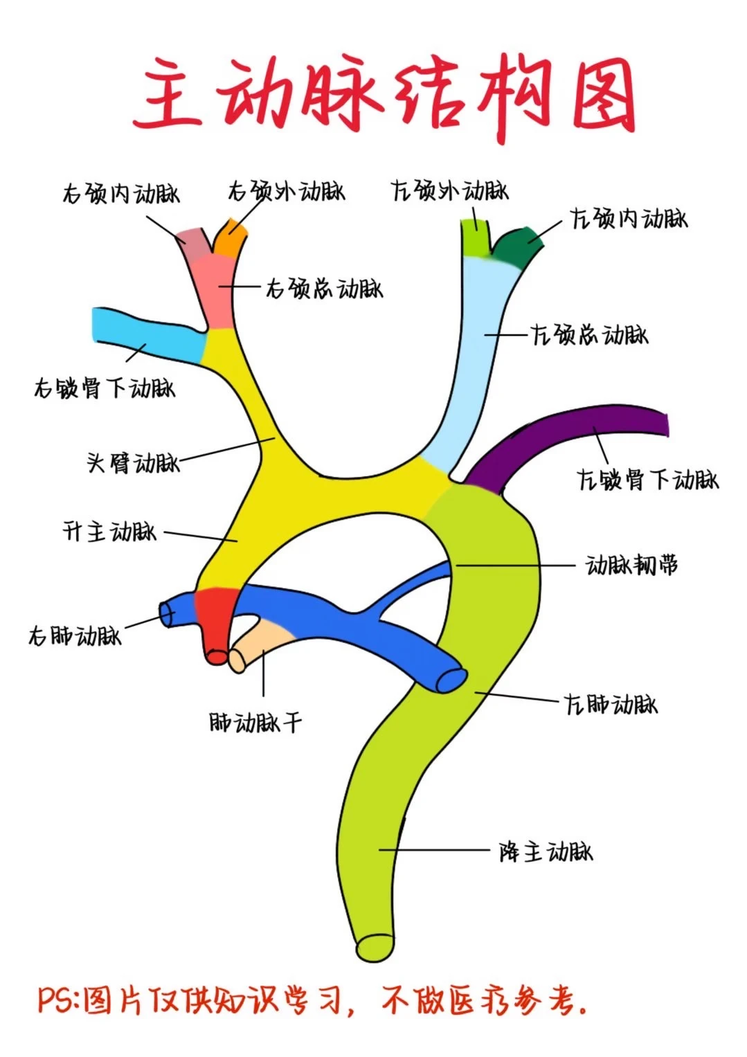 医学生笔记——主动脉结构图