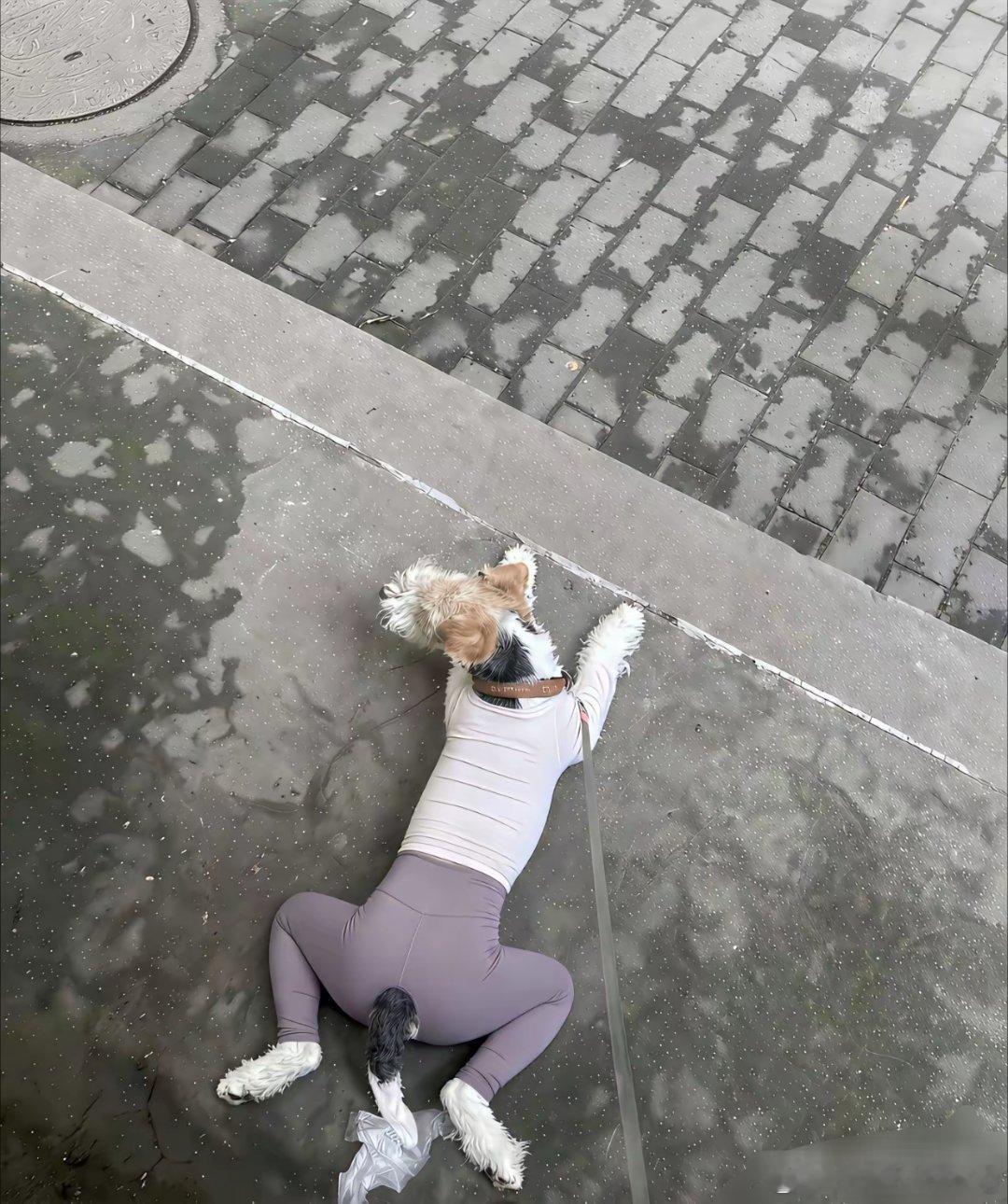 看了半天，才发现原来是真狗啊。 