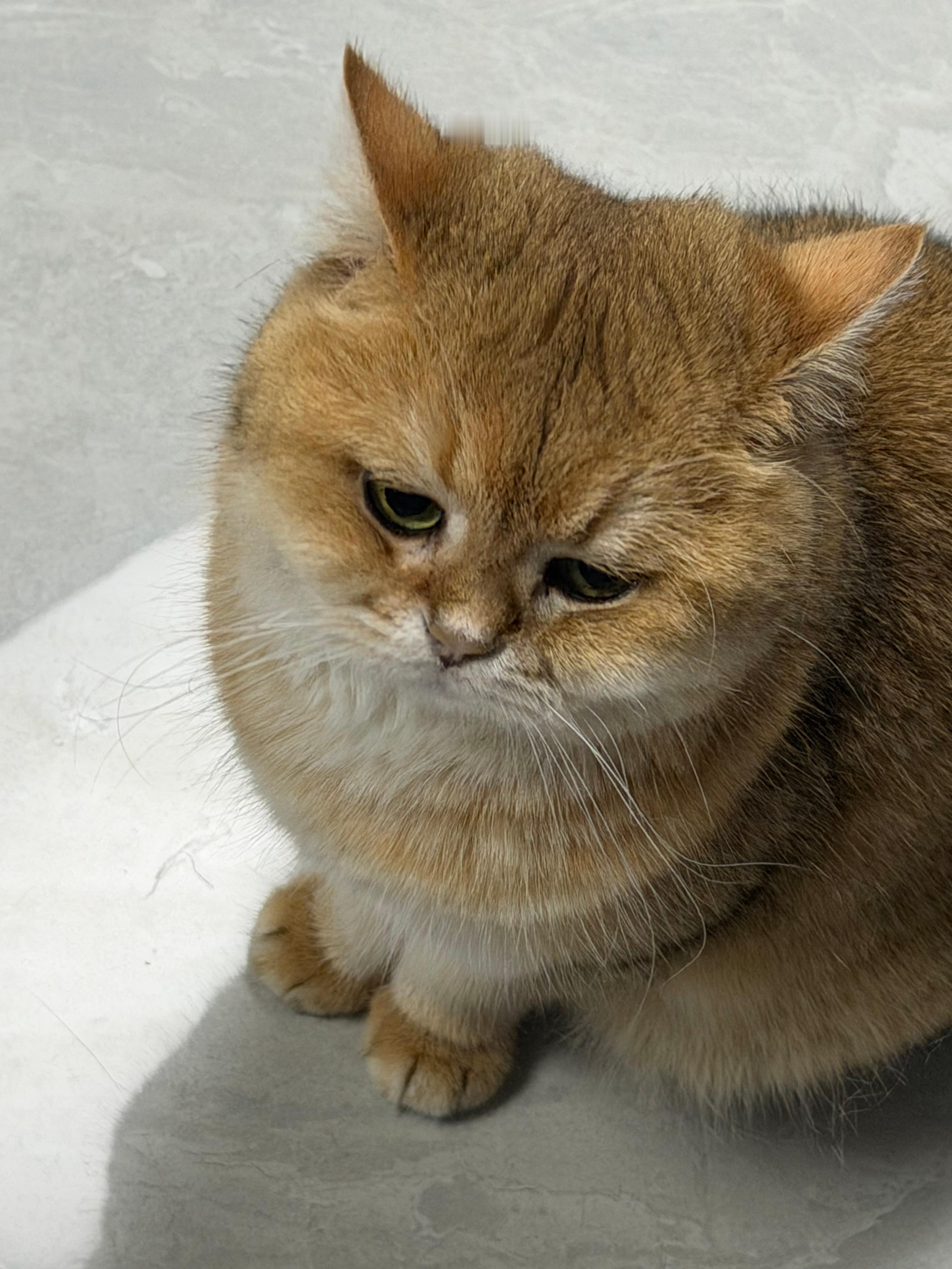 猫宁！有人想我吗？想我的评论mua一个可以吗？！