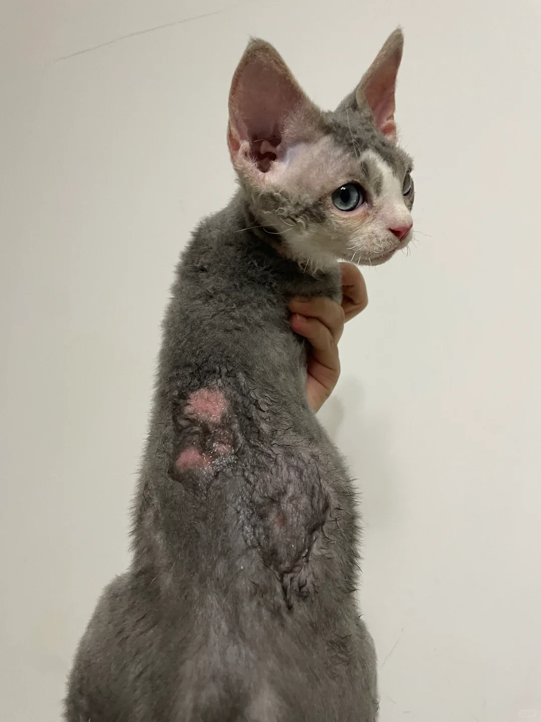 难道这就是苦果亦是果？😫😫😫