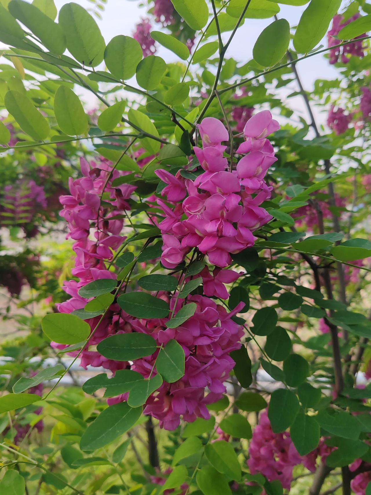 ，什么花都行