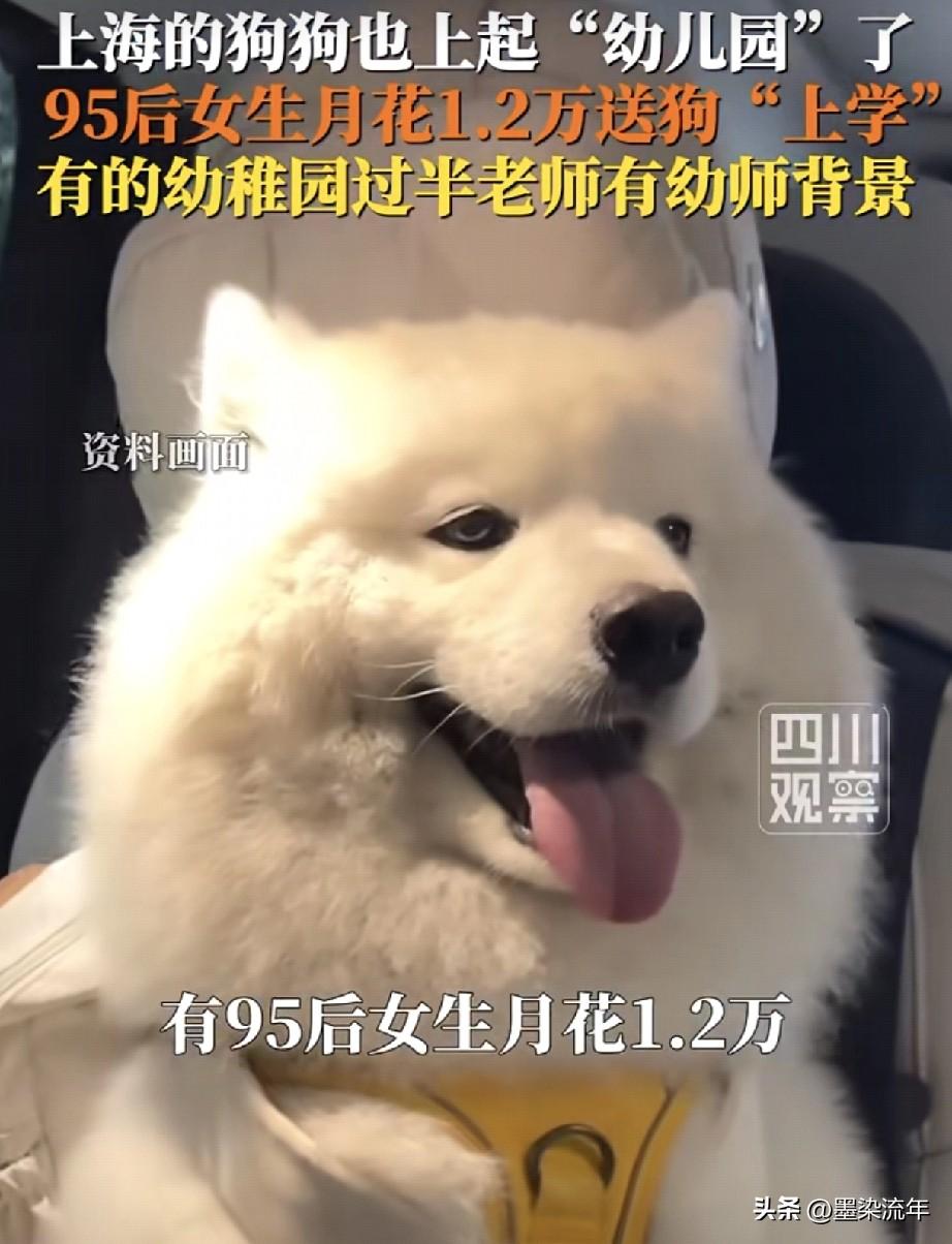 时代真的变了！上海的狗狗都开始上“幼儿园”了！以前总觉得给狗买零食、做美容就够奢