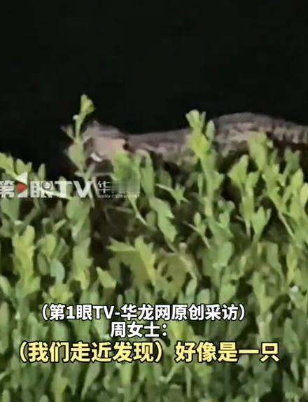 “细思极恐！”陕西，一女子去河边夜钓，结果，却在河里看到一只猫咪，她赶紧用渔网把