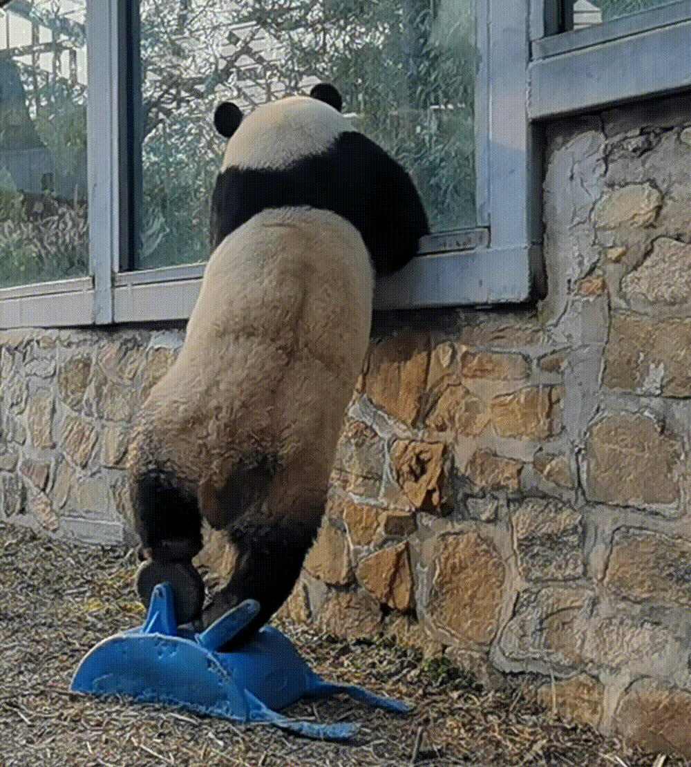 萌兰乔迁新馆恭喜么么儿大宝贝，终于可以有新🏠住啦，愿宝贝健康快乐每一天，永远被