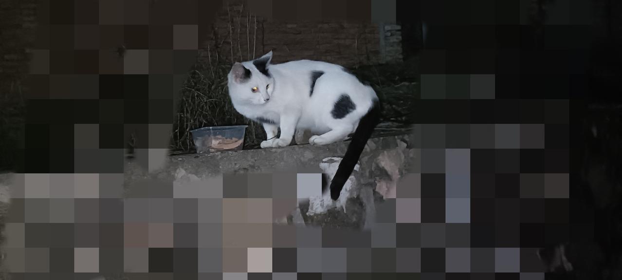今晚去厂里，只有小奶牛猫来了，小橘猫没有出现，我返回时看到小奶牛猫委屈巴巴的在原