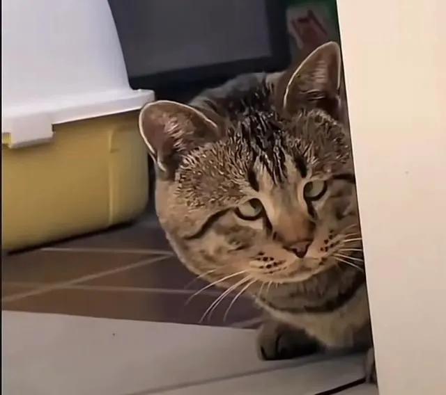 土猫看病的烦恼
     
医生：
“赶紧喽出来呕，免费看病了——冬虫夏草西洋参