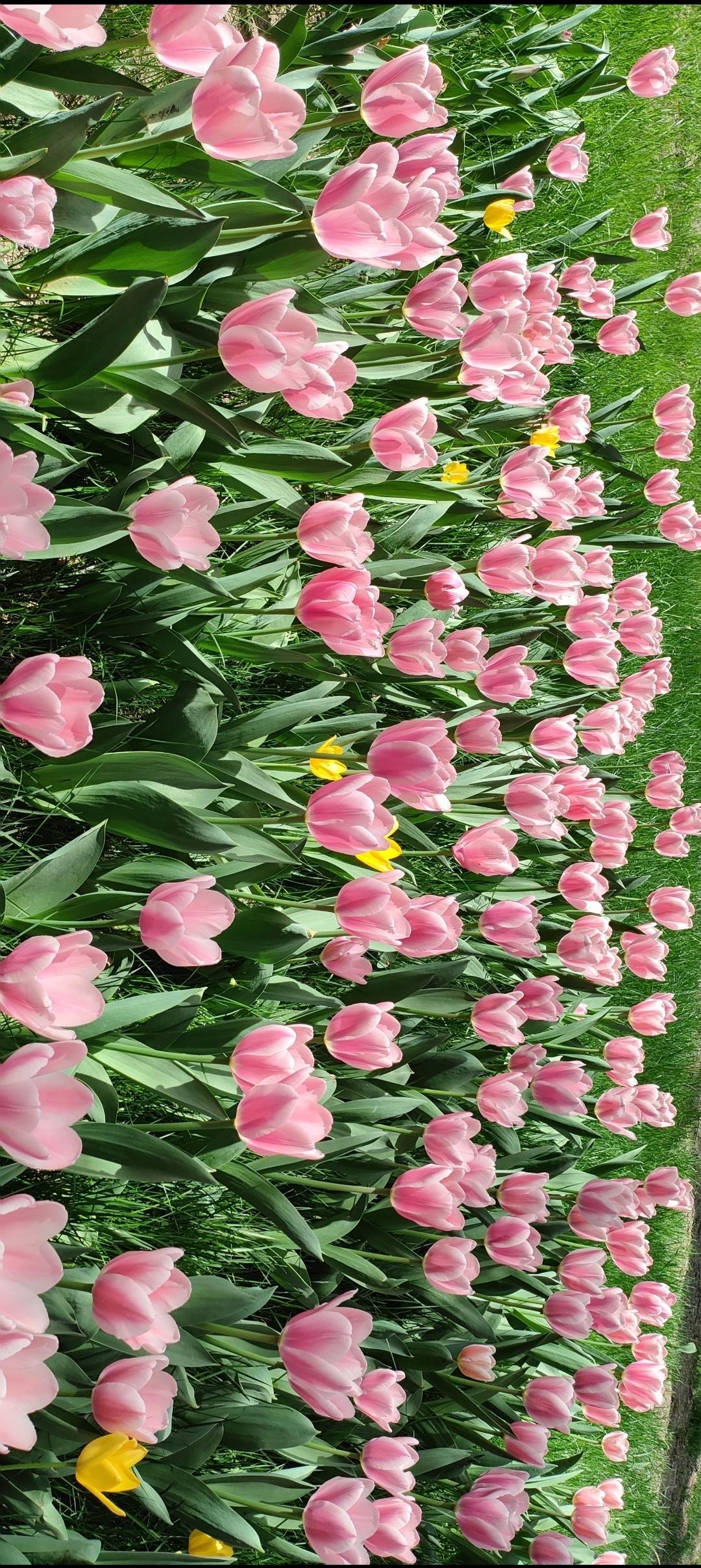 粉嫩粉嫩的郁金香花海，浪漫又迷人！🌷💕
