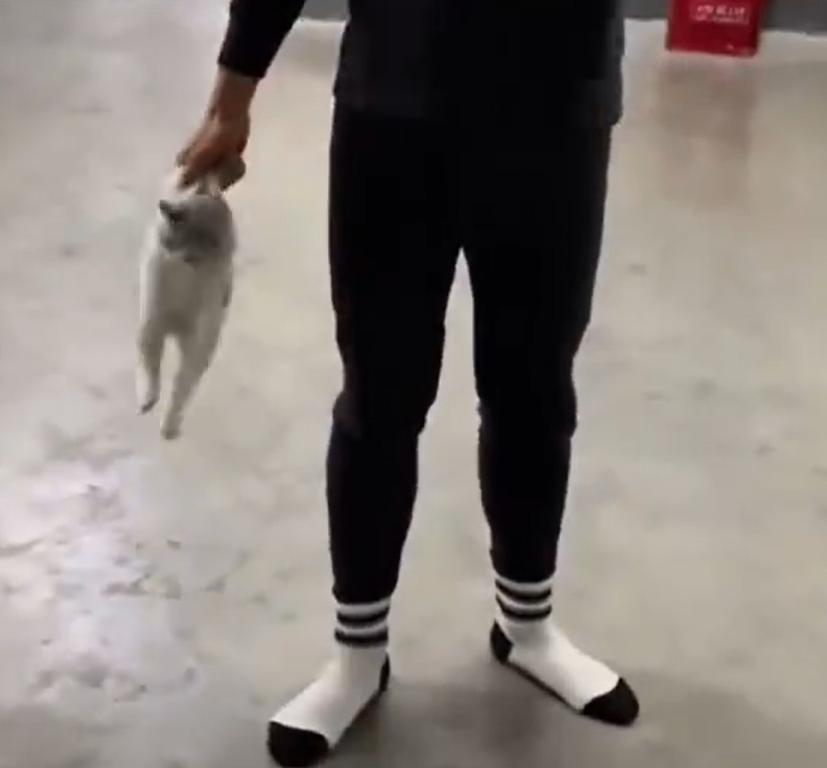 湖南一职校教官摔死学生带入宿舍小猫，在这起事件当中，教官的做法对吗？肯定是不对的