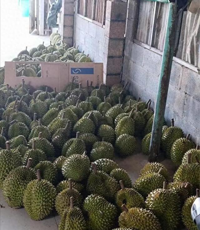 赚中国人钱毒害中国人！越南榴莲在中国曾一年狂赚30亿，但他们不好好种水果，却在果