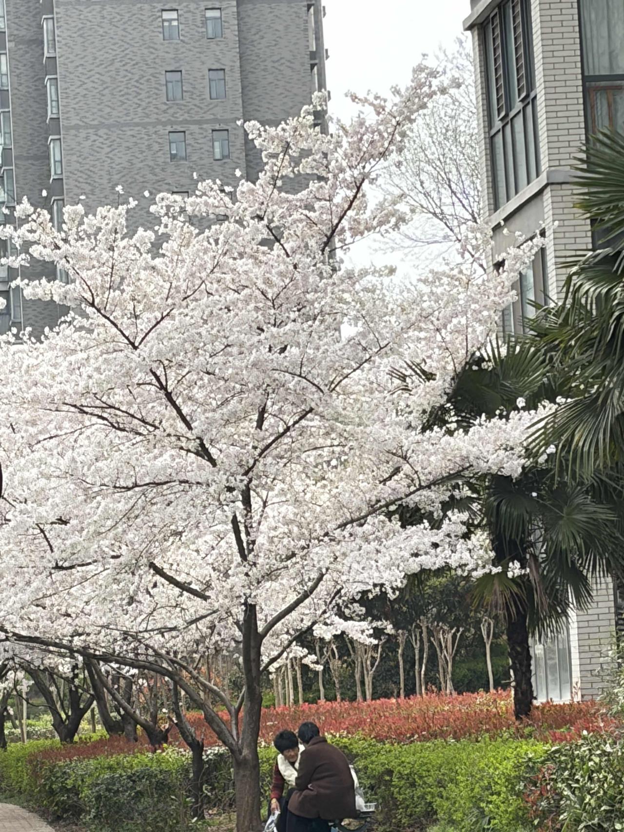 小区里的樱花，开得比往年更盛了些。
白得像雪，却比雪温柔。
树下的闲聊，是春天里