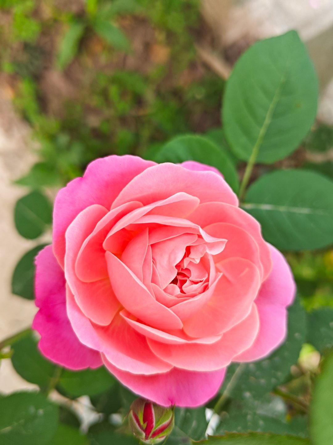 人一定要有自己喜欢的东西，人生才不会无聊，种下的花每年这个时候花开的最漂亮！ 