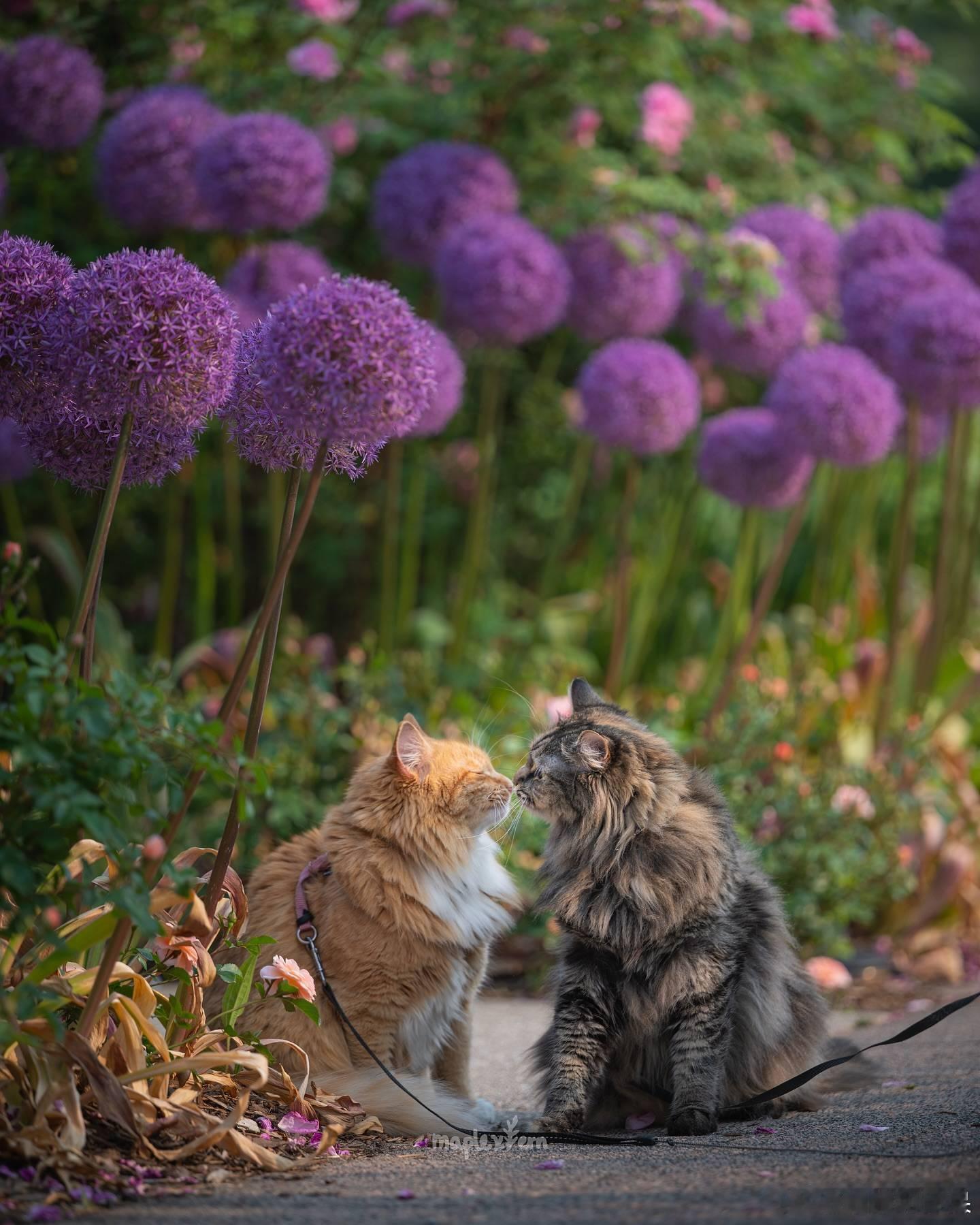 西森猫姐妹走过的春夏秋冬cr：maplexfern ​​​