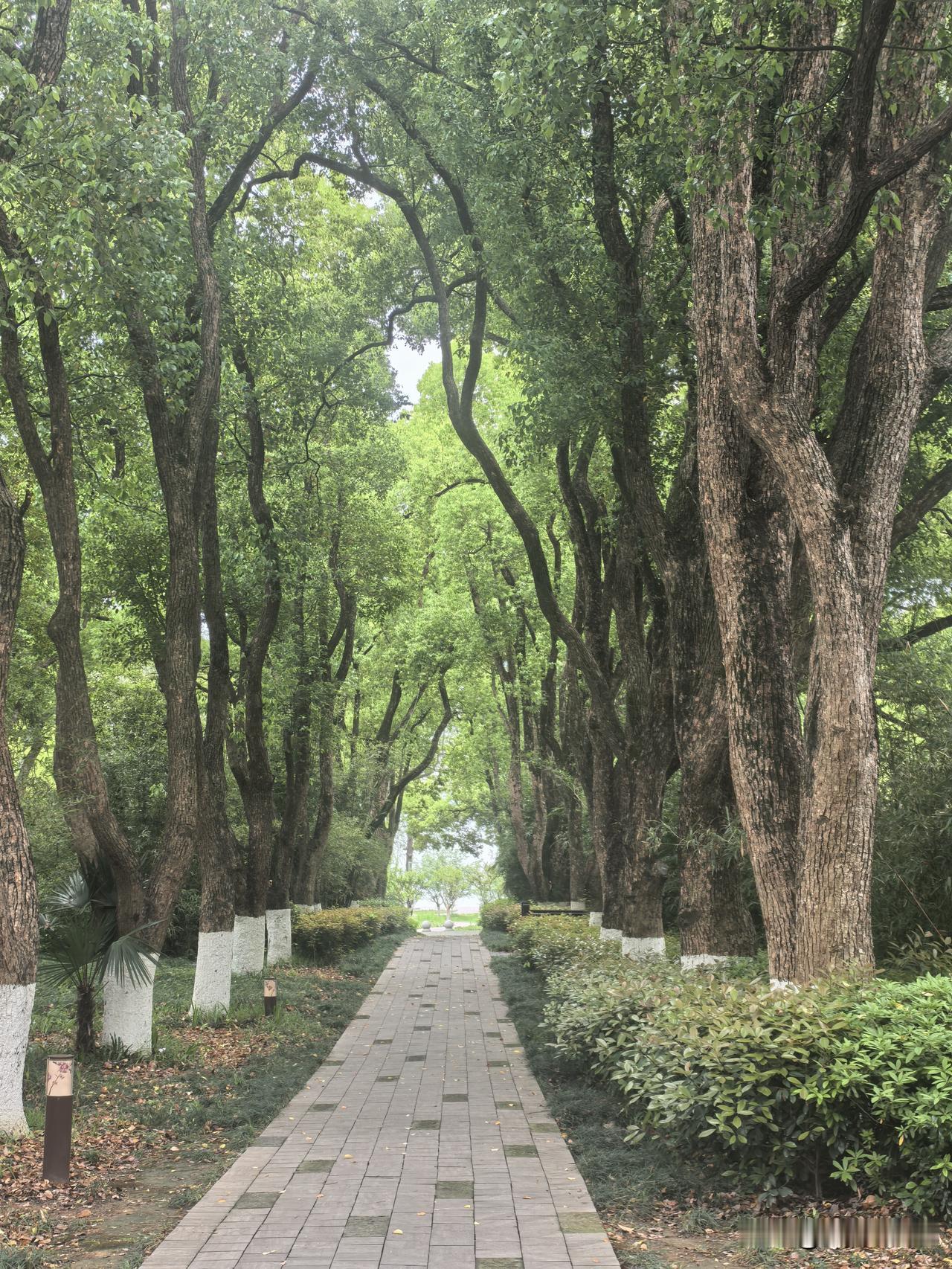 有时我反复问自己，我为什么写作，仅仅只是表达自己吗？既然是表达，就不能只是对好的