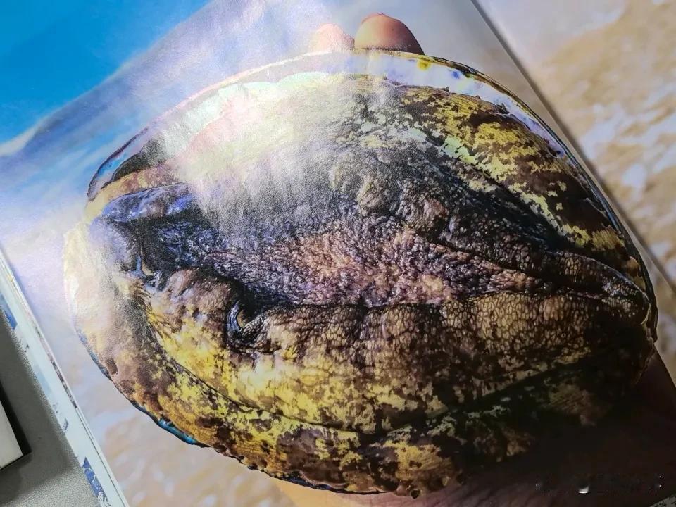 鲍鱼，是海珍，古时候叫鳆鱼，但实际上不是鱼，而是一种螺，是软体动场门腹足纲原始腹
