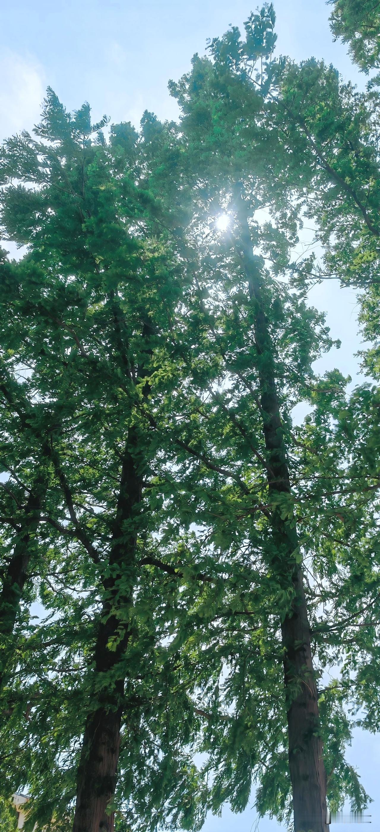水杉笔直地刺向天空，阳光便在这锋利的轮廓间，找到了一条温柔的路径。光线被枝叶筛过