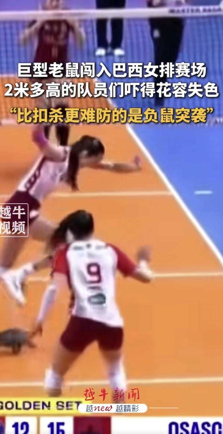 这场排球赛差点变成“动物世界”！巴西一场女排半决赛正激烈进行，突然闯进一位不速之