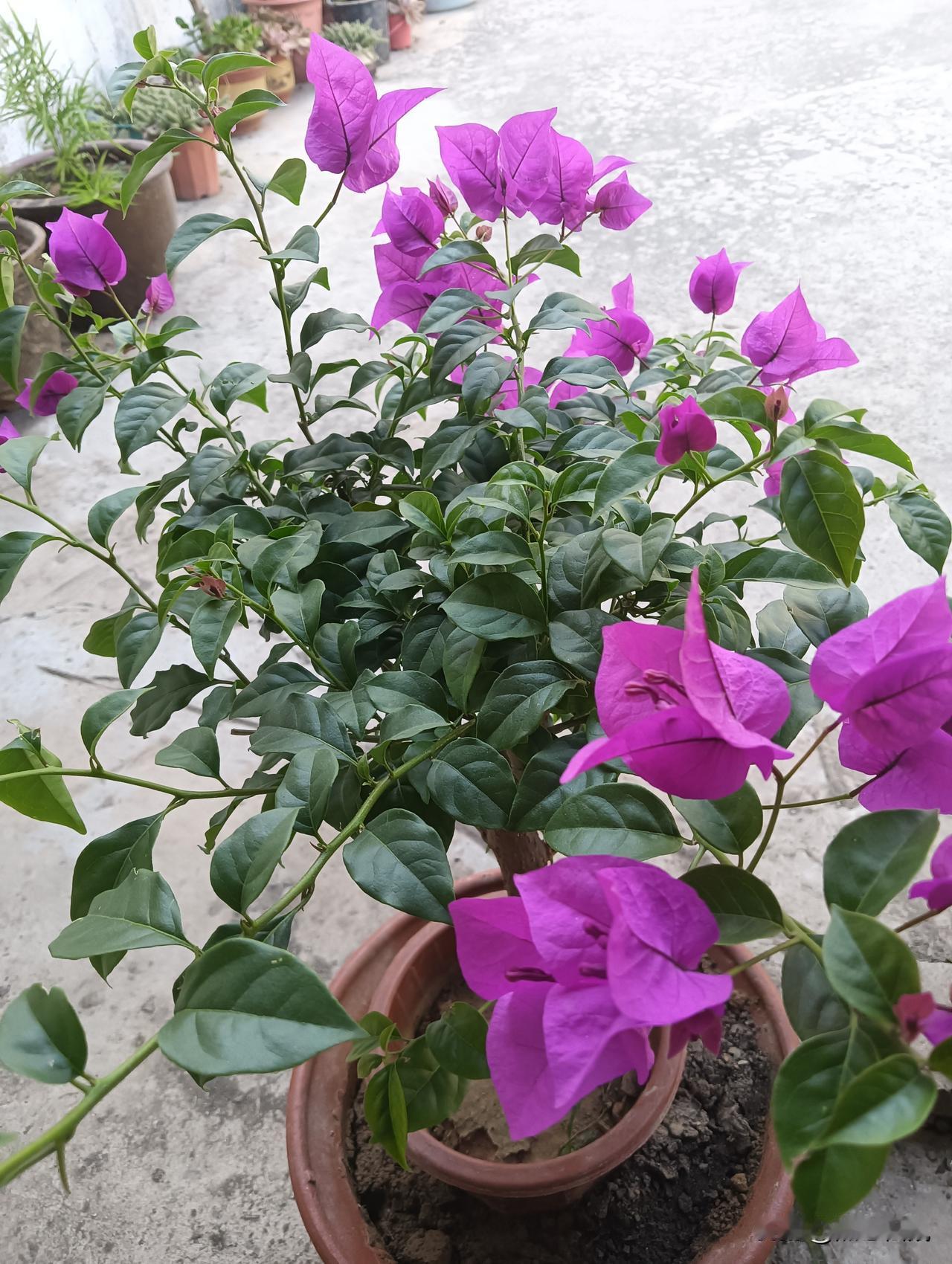 春日时分，前往北外滩观赏紫罗兰花海，无疑是一场视觉的饕餮盛宴！这里的紫罗兰并非只
