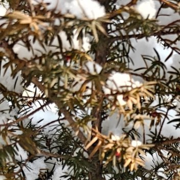 他人困于山川河流 林间迷雾，我终归困于了你