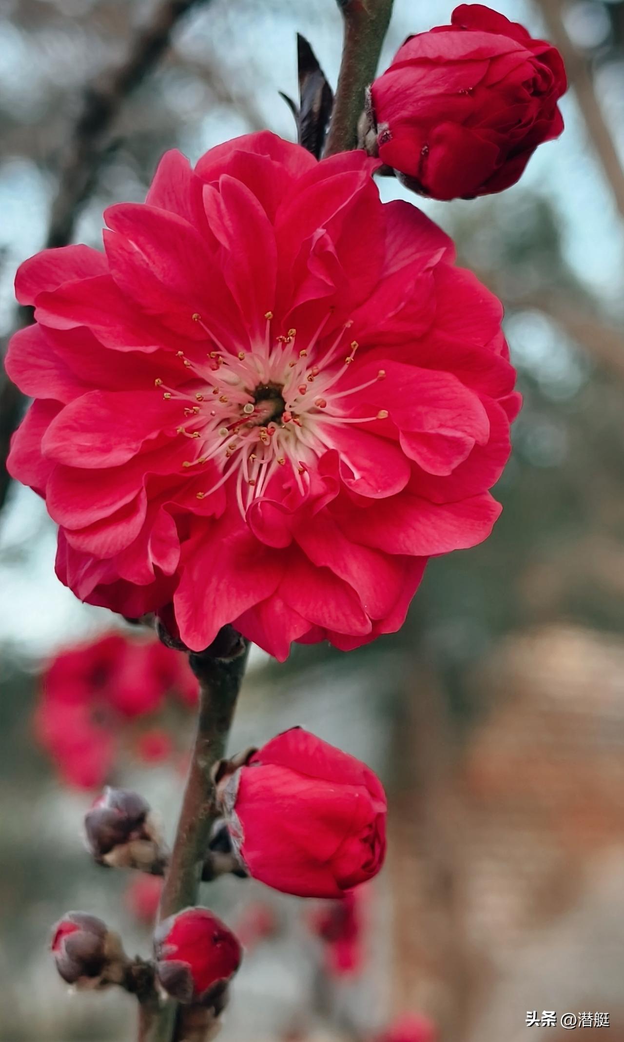 随拍美丽花朵清晨散步随手拍路边花朵……桃花笑艳迎春色！