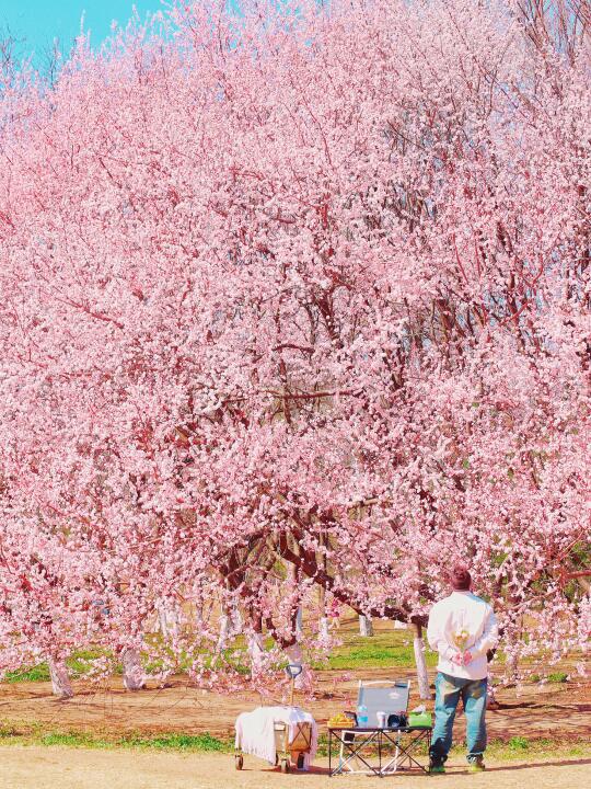 哇塞❗️找到无人100米桃树林，巨型桃树下露营