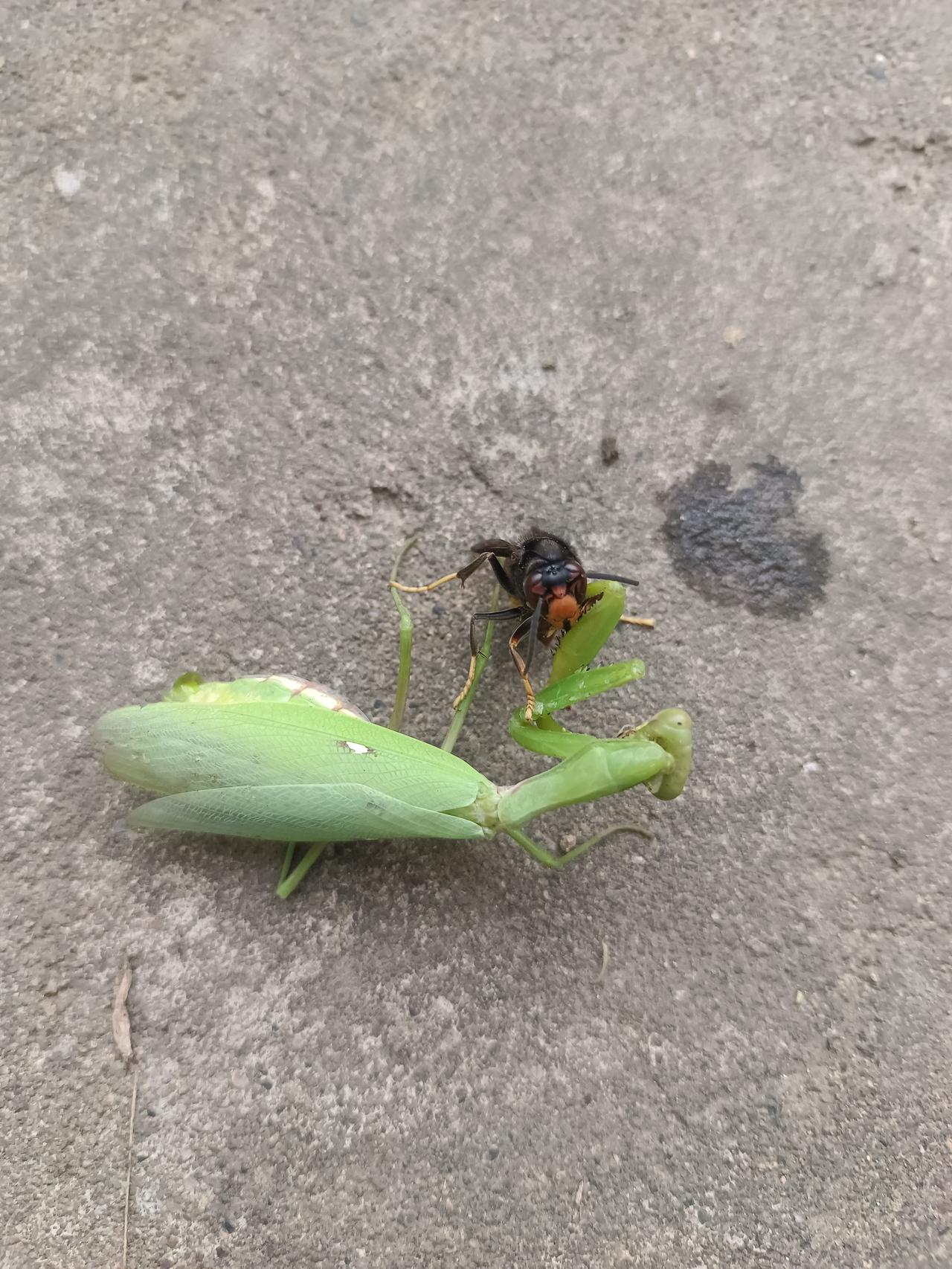 我之前拍到过螳螂捕蜂的精彩瞬间。当时我在公园闲逛，突然瞥见一只螳螂正蓄势待发。它