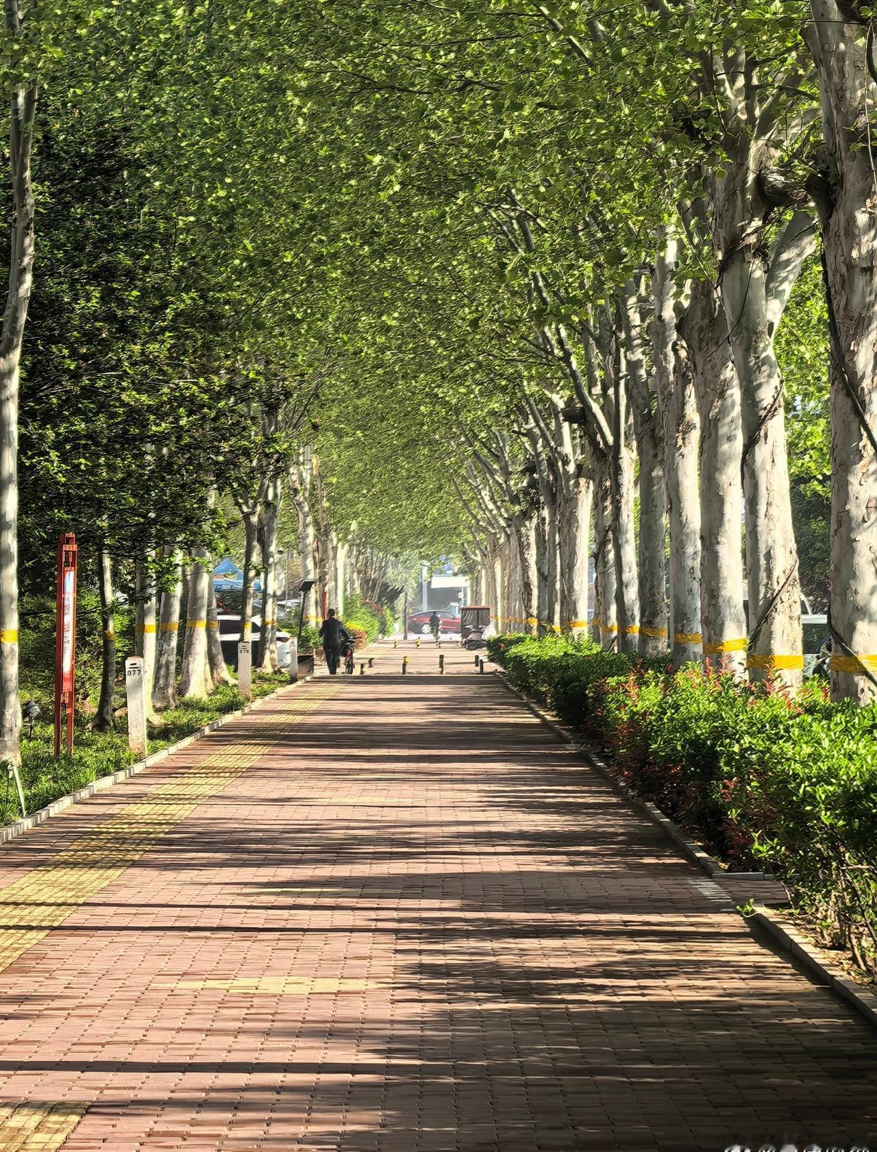 最近雨水真是多，昨天闹了一个大笑话，前天下雨，没有骑自己的电瓶车，想着放进车棚里