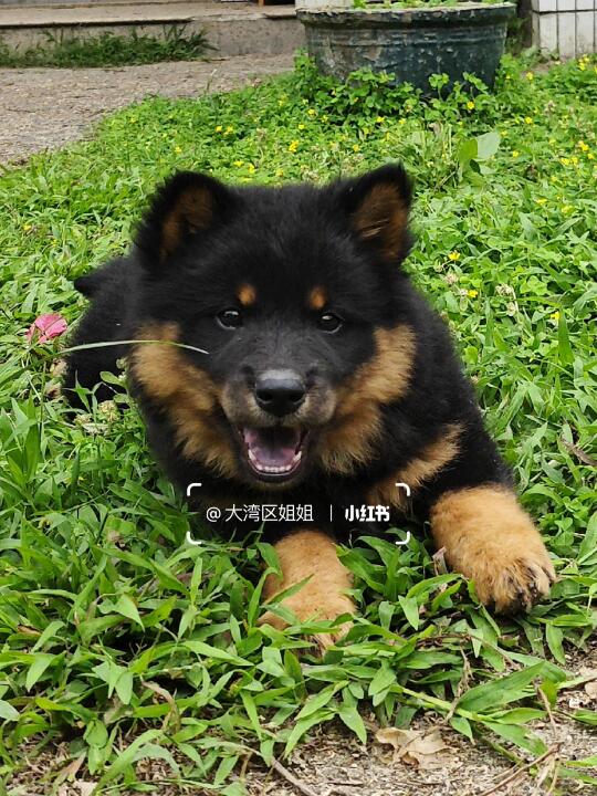 四眼铁包金土松妹妹，温顺活泼可爱亲人。