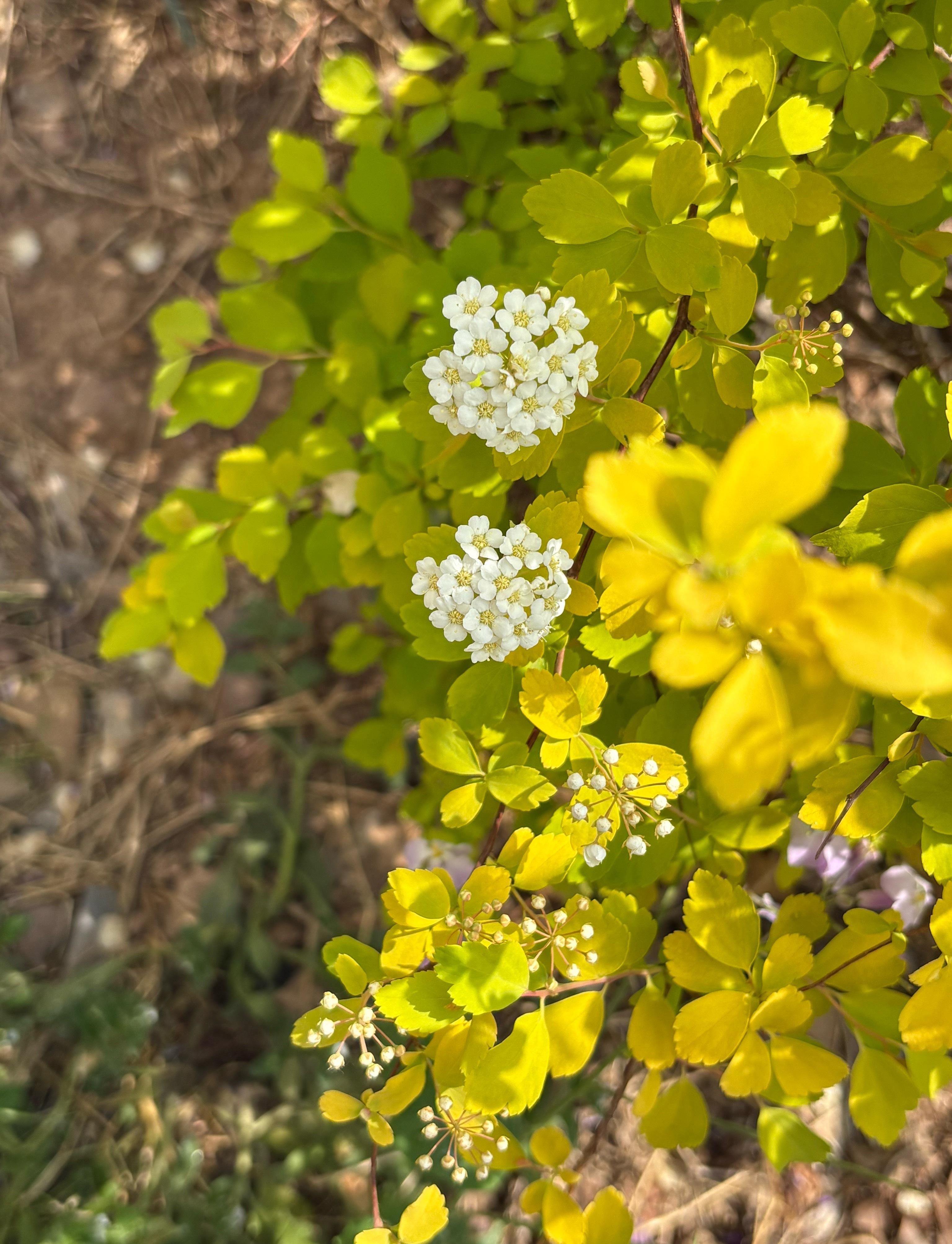 我的花园我的猫 给大家看点养眼的。花儿和猫咪。 