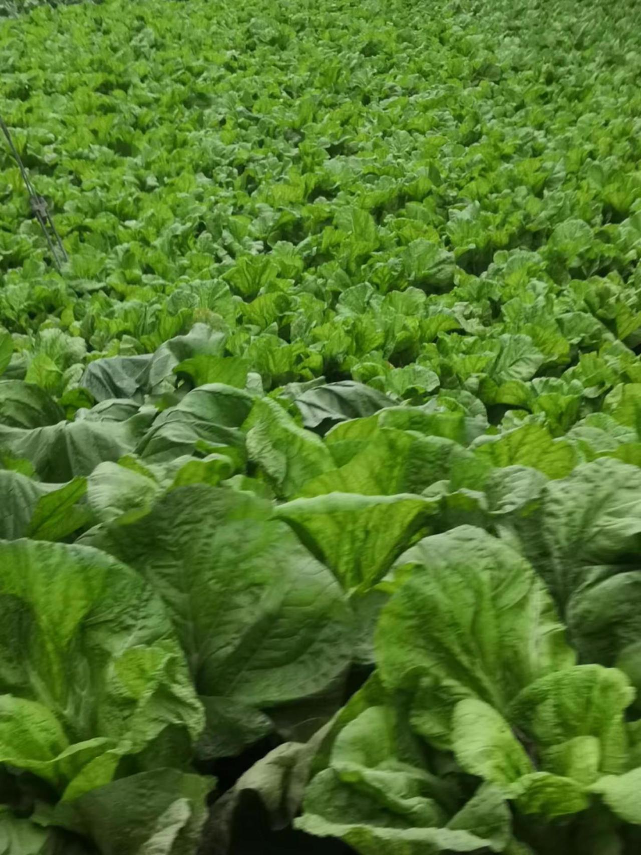 菜地 青菜 农村人的生活 纯天然绿色蔬菜 绿色食品