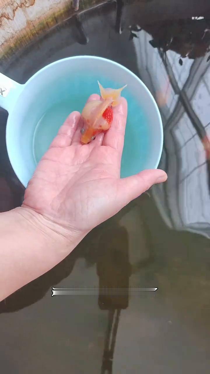 青青漫步加拿大，分享有烟火气的海外生活。平时不怎么拍，我养的这些金鱼主要是怕以前