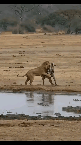 这不是现实版的“斑狮相争、鳄鱼得利”吗？

一头雄狮盯上了体格肥硕的斑马，只见这