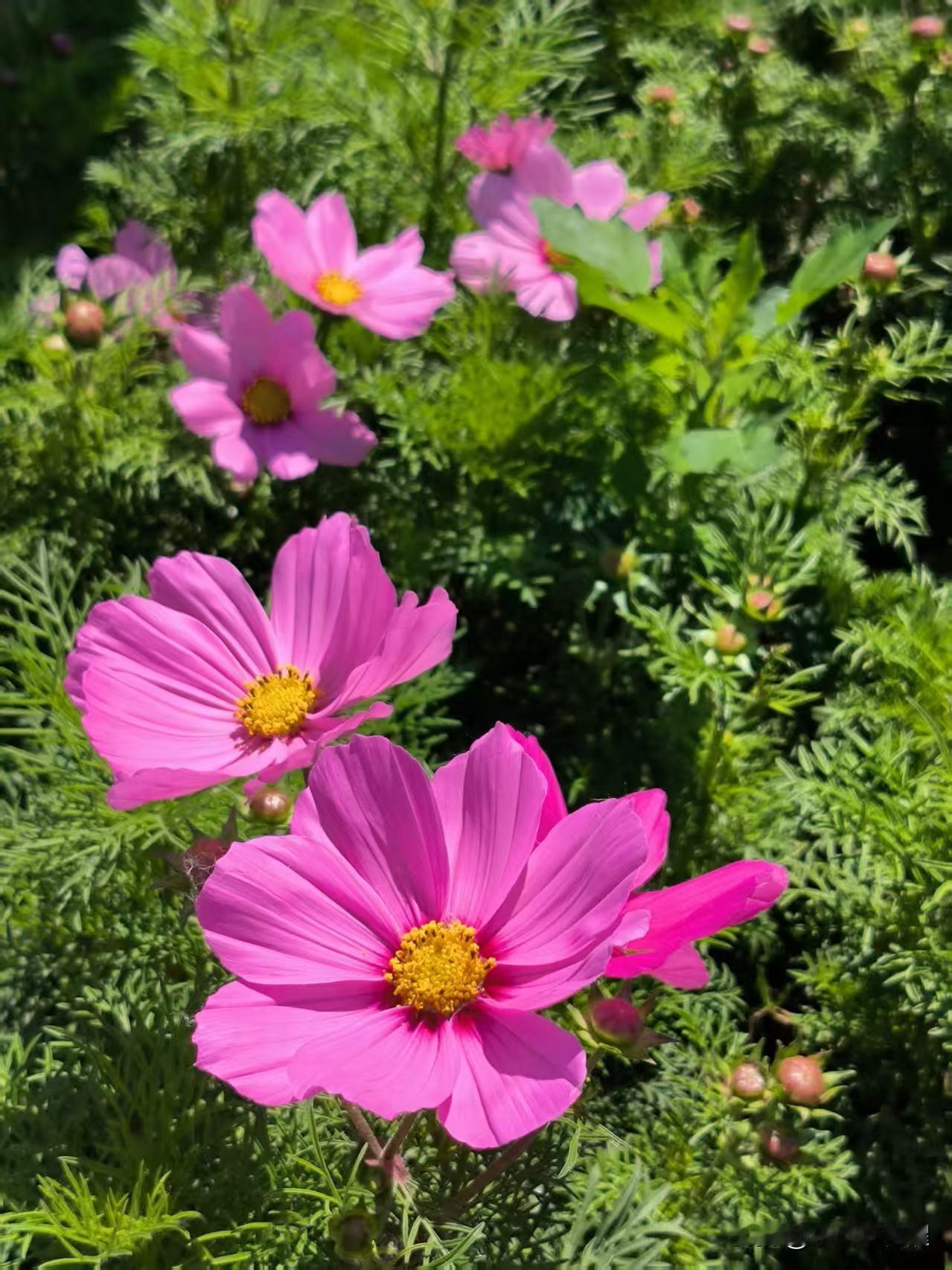 东湖风景区门前的波斯菊，花朵艳丽，多彩多姿。
红粉白花色各异，在阳光下灿烂绽放，
