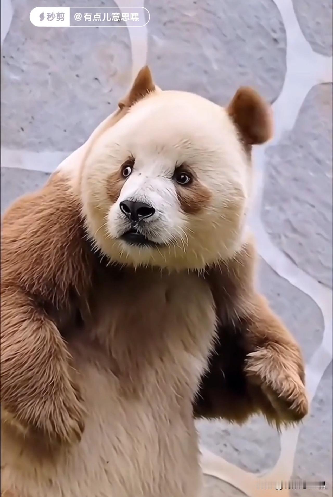 想学如何剪辑视频，岁数大了，脑子也慢，不过相信能学会，不学废[呲牙]