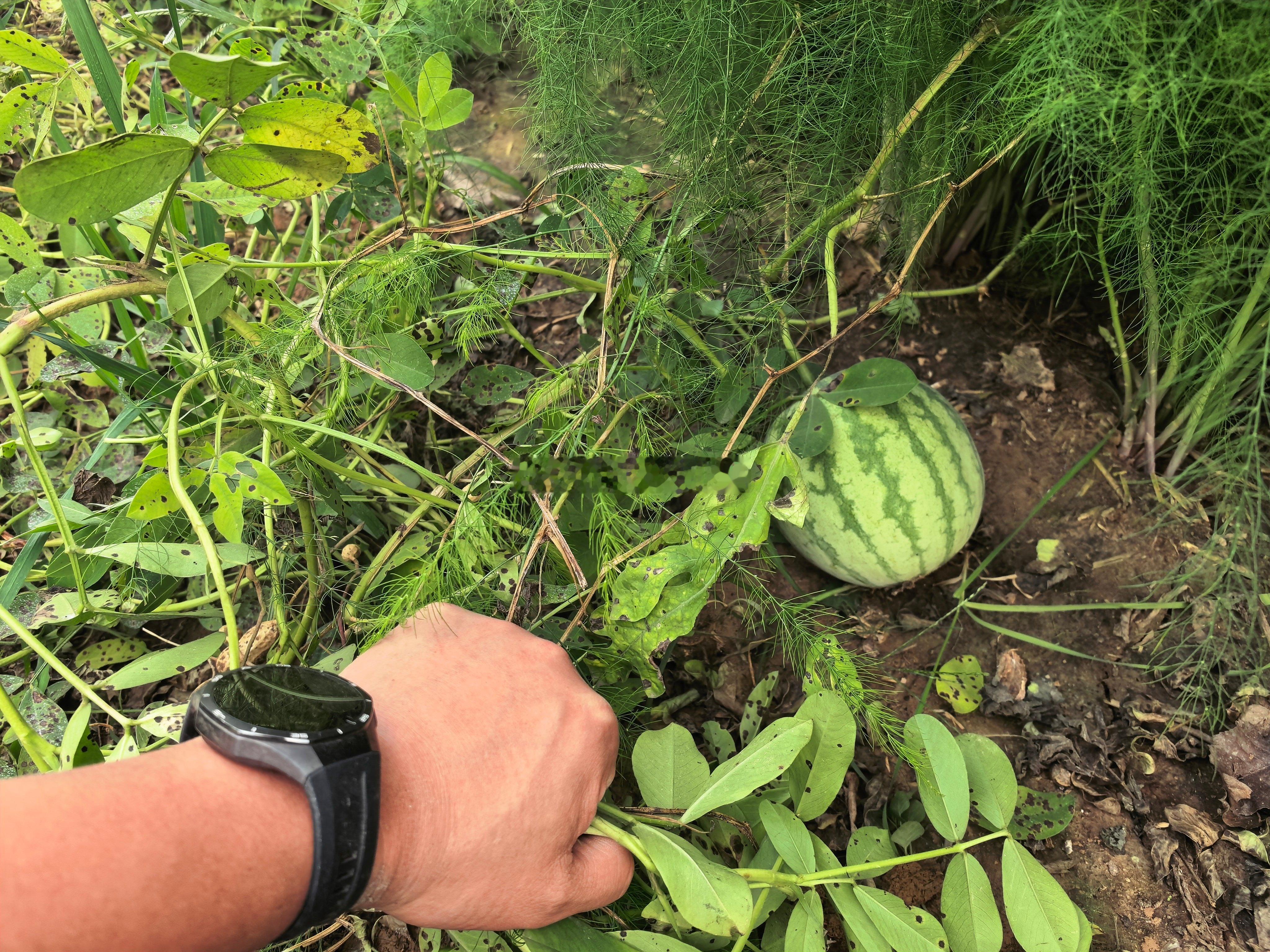 哈哈，没想到还有惊喜[舔屏]，快来免费体验薅花生，还有东西吃哦[憧憬] ​​​