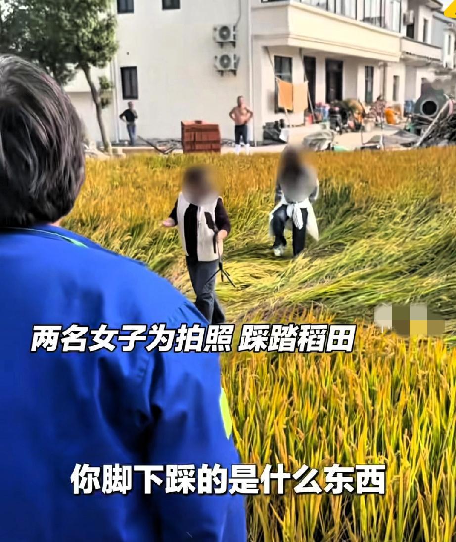 上海俩女子为拍美照，直接踩进快成熟的水稻田，大片稻子被压得倒在地上，这哪是拍照，