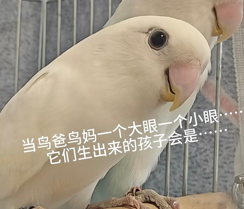 折戟出生了 