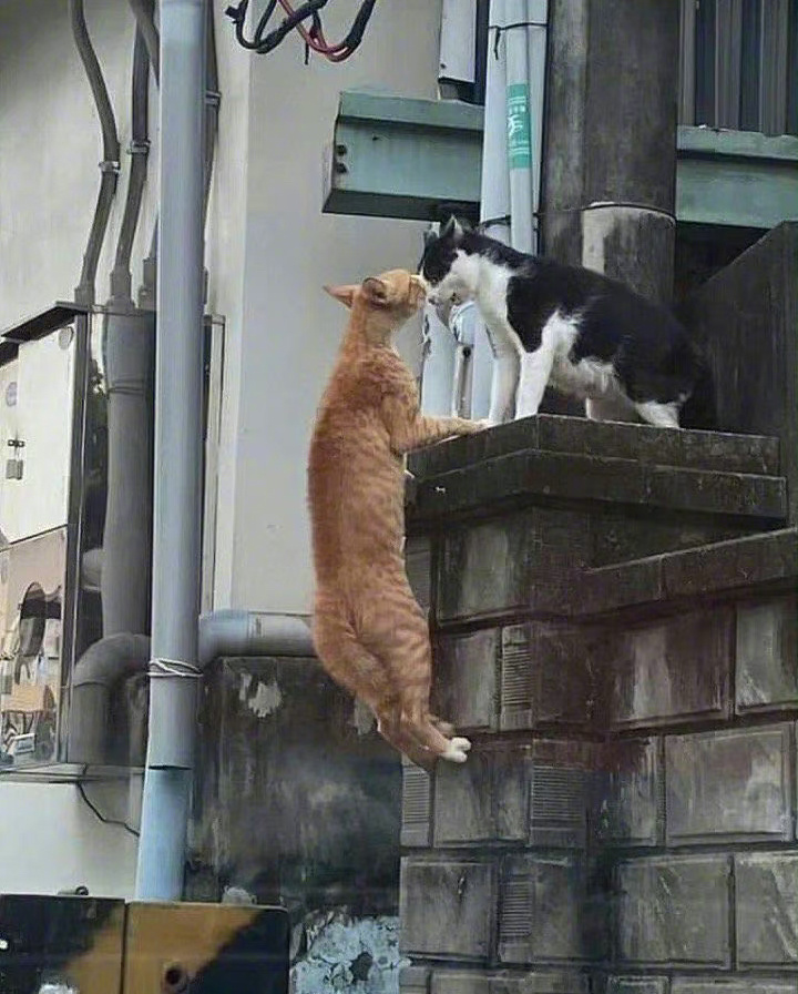 猫咪翻车版罗密欧与朱丽叶 ​​​