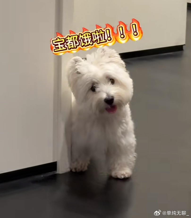 耶米就是最萌的小狗！！！