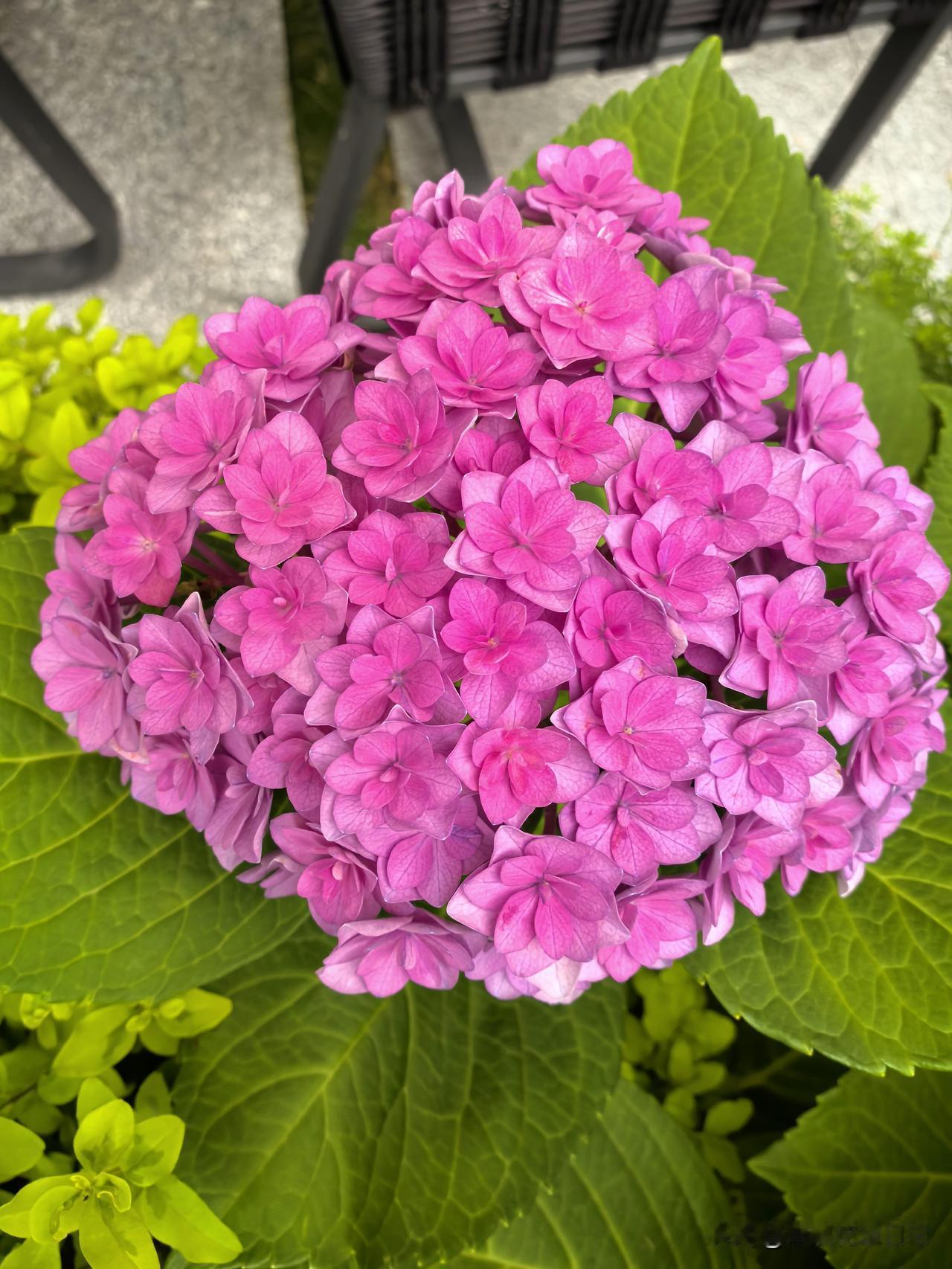 绣球花

绿叶丛间绽丽颜
高贵典雅韵娇绵
五彩斑斓呈佳景
绣球绽放笑开颜

分享