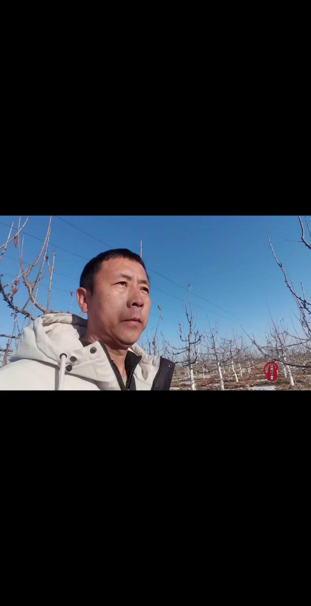 晚熟大樱桃雷杰娜，早果丰产耐储运！🍒雷杰娜大樱桃属于德国约克果树试验站推出的晚