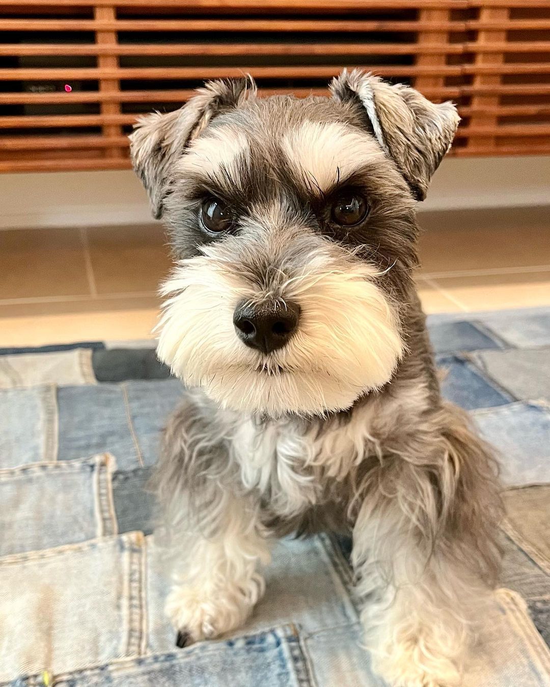 让正义小狗吓走你背后的小人！ 