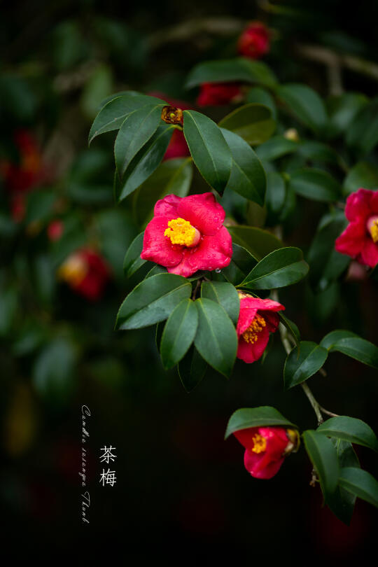 茶梅|Camellia sasanqua Thunb.