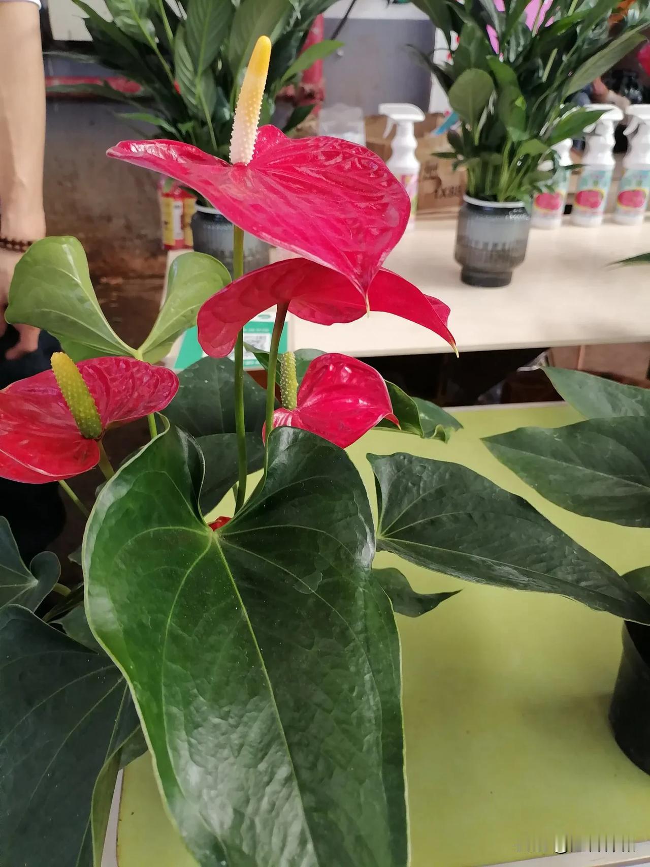 #分享你手机中的花花草草#
        这里是云南弥勒市的佛城商都的花卉，市