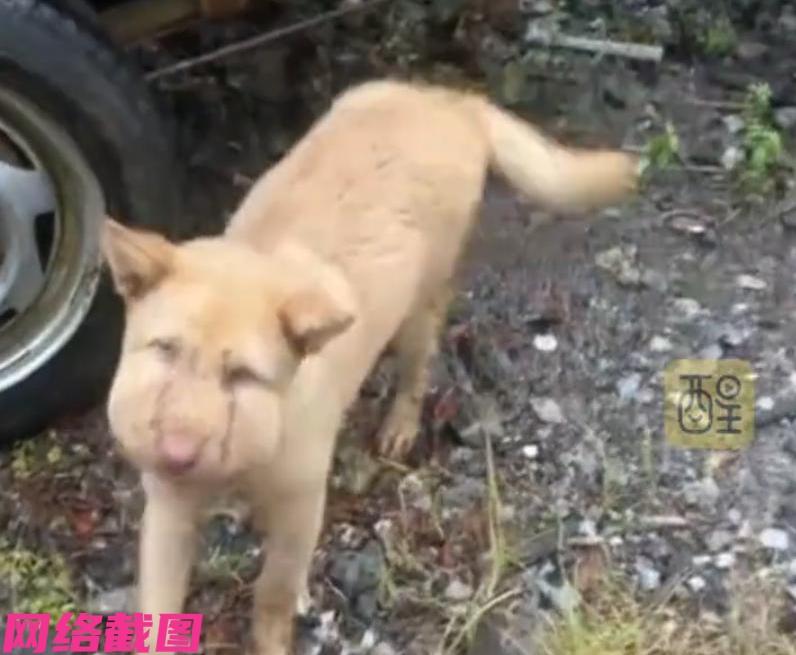 湖南有男子在家听闻自家院落中有大黄狗狗的狂吠，随后推门查看，这不一下子看到院落中