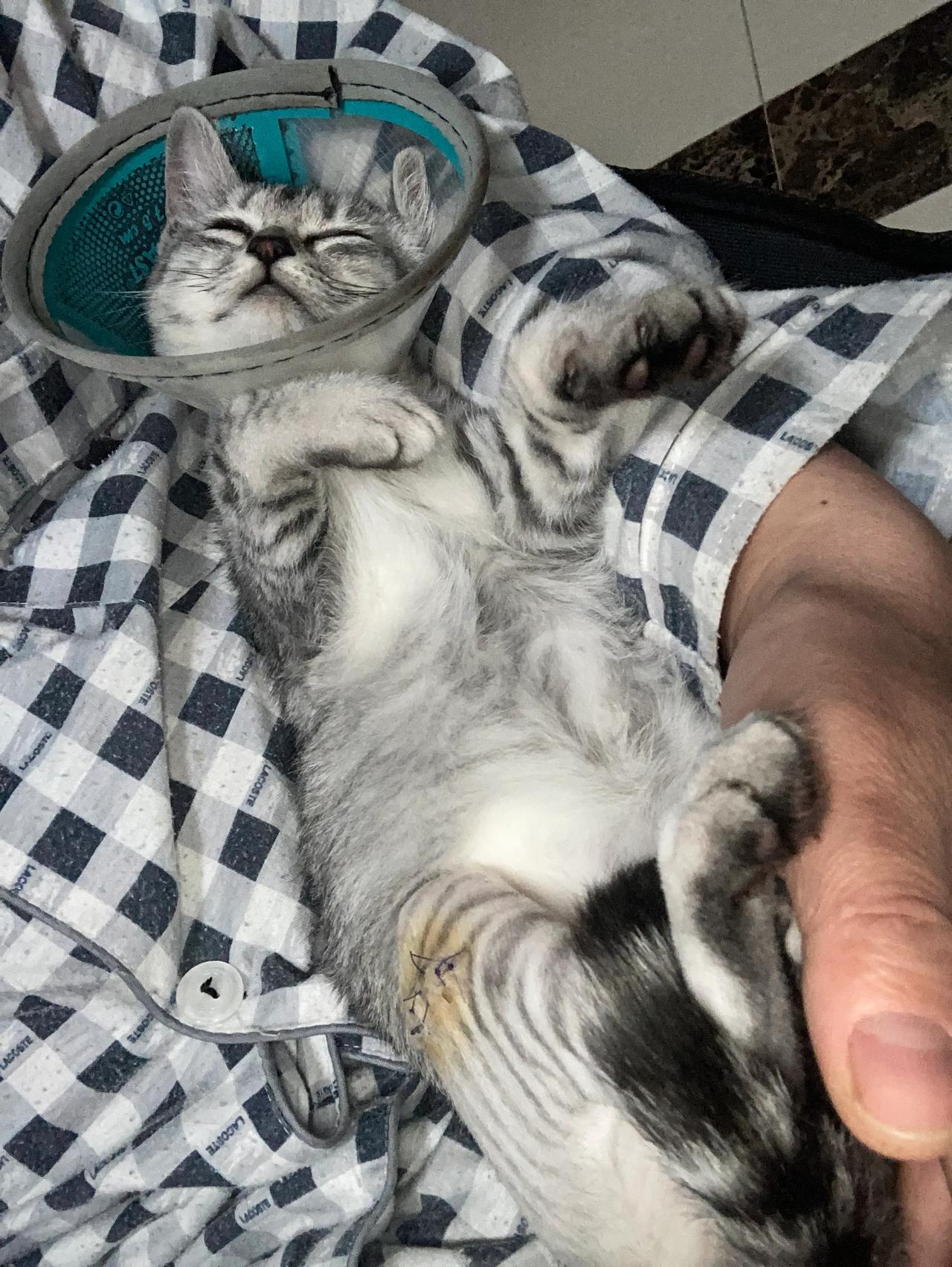 发一张图片证明猫咪很可爱