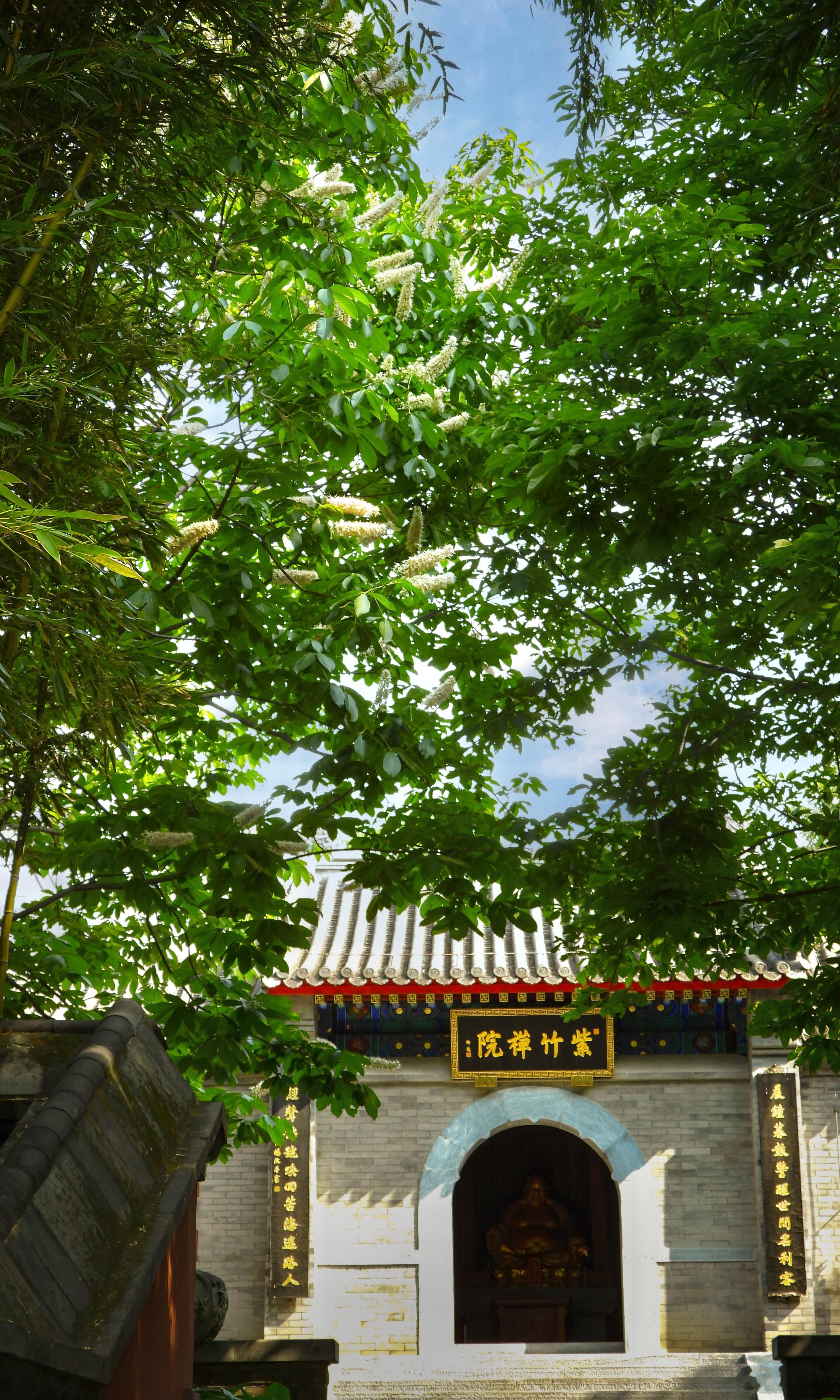 【周日。北京市紫竹院公园  七叶树】谁从五竺国，分得一枝来。秀出重楼外，专除世上