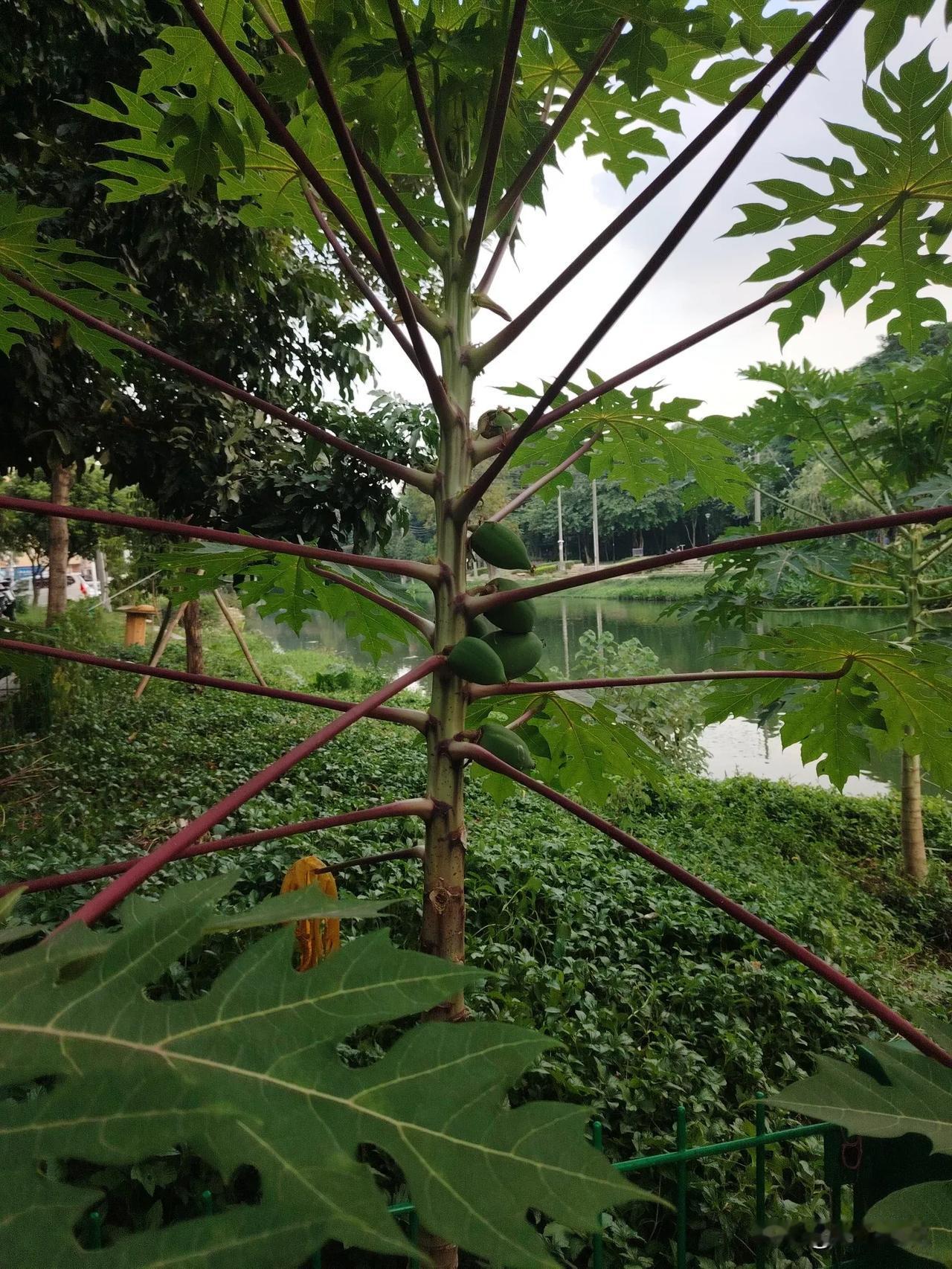 真心的奉劝那些女孩们，真的不要远嫁。
当你远嫁了之后，你会发现生活所有都围绕在柴